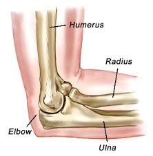 Elbow Joint Explained for armbar injury